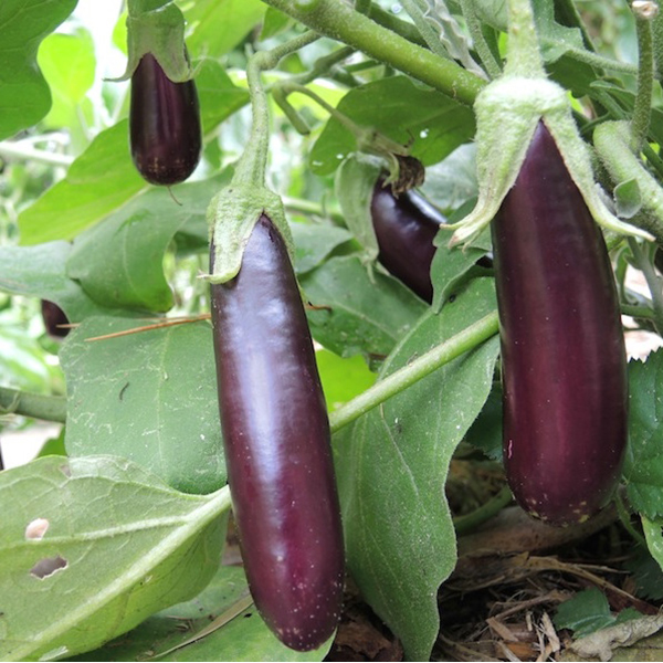 Hạt giống Cà Tim Quả Dài ( Gói 1 Gram ) - Nông Sản Vàng