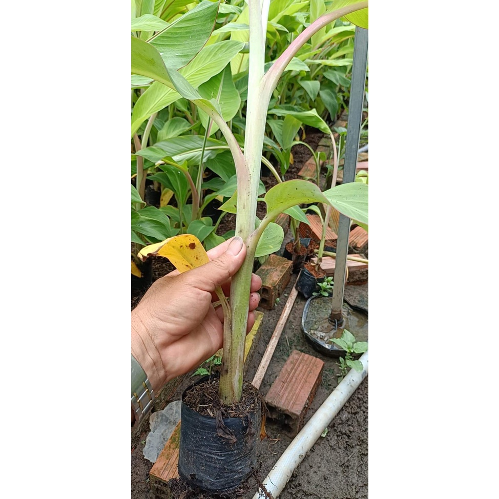 Cây giống Chuối Sứ [còn gọi là Chuối Mốc, chuối xiêm ]