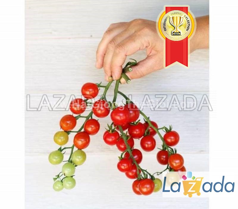 25.HAT Hạt Giống Cà Chua Chuỗi Ngọc Siêu Quả Brix13 TG187 (KL| C4*W45)