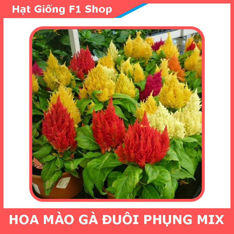 Hạt Giống Hoa Mào Gà Đuôi Phụng Mix Rực Rỡ (017.F1)