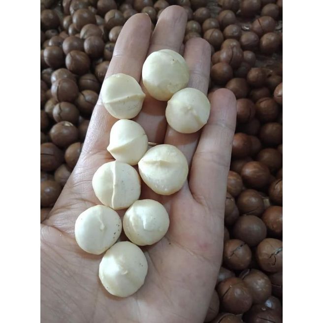 Sỉ toàn quốc 500g hạt mắc ca
