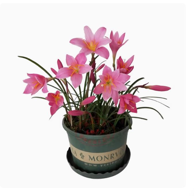 Củ giống hoa huệ mưa hoa màu hồng (20 củ) - VTNT