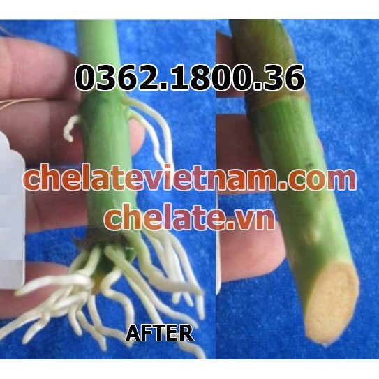 Super Transplantone ABT - Bột sinh rễ (Kích thích ra rễ cho cành giâm) gói 50g