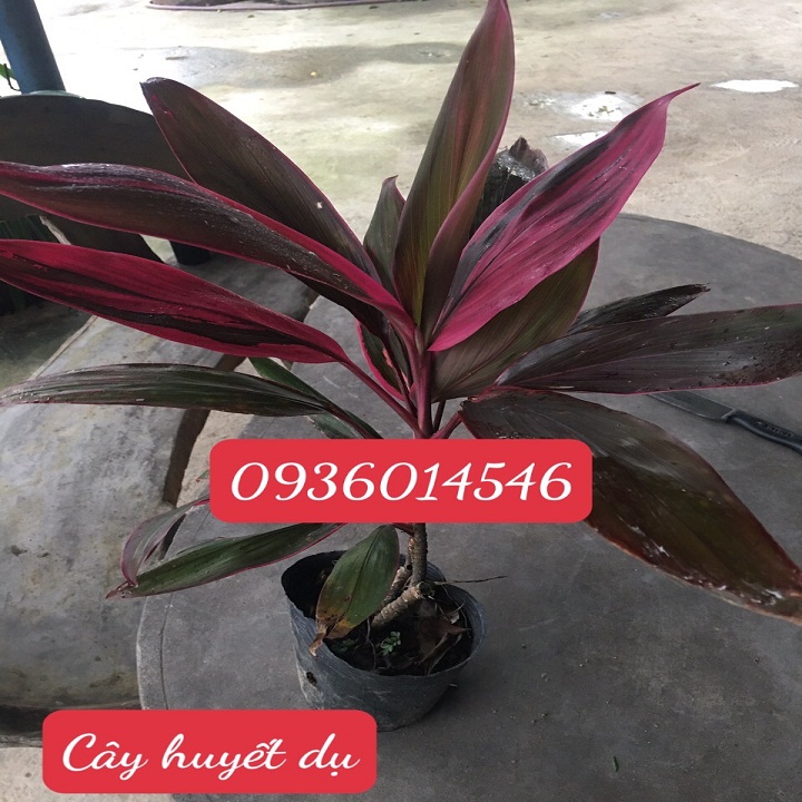 cây huyết dụ , cây phất dụ, cây thiết dụ - (Cây giống- dược tính thần kì)