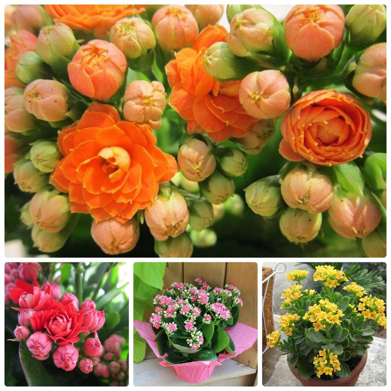 Set 5 gói hạt giống hoa sống đời kép