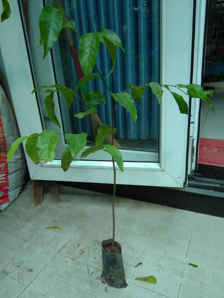 Cây sao đen