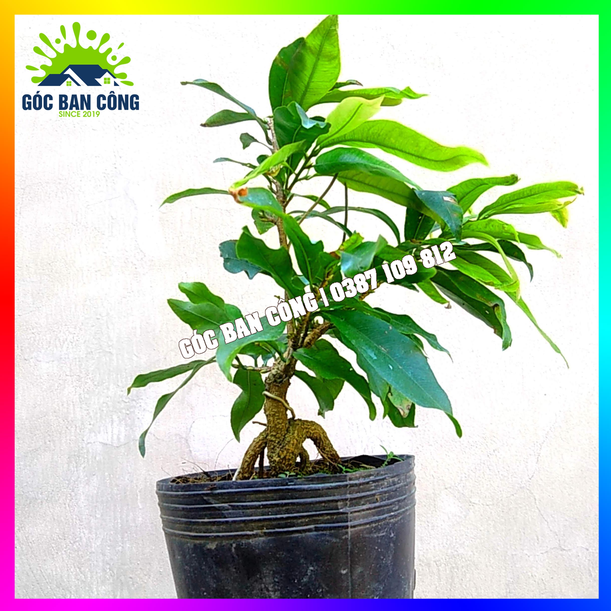 Mai Đại Lộc Bonsai Mini