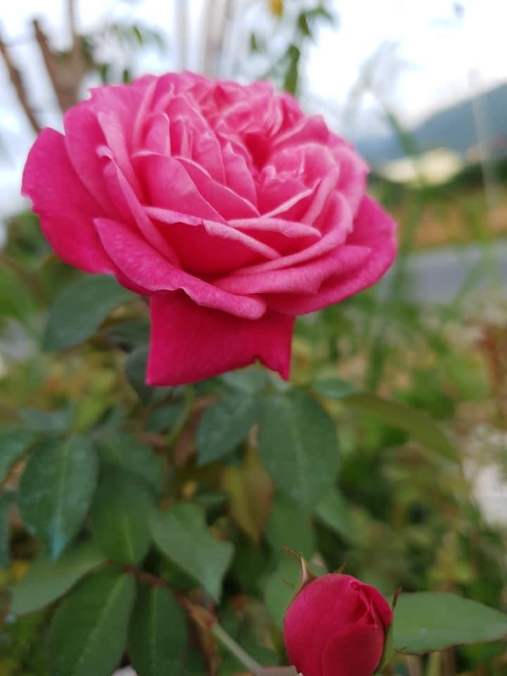 Hoa hồng nb Cổ Sapa Rose size trung