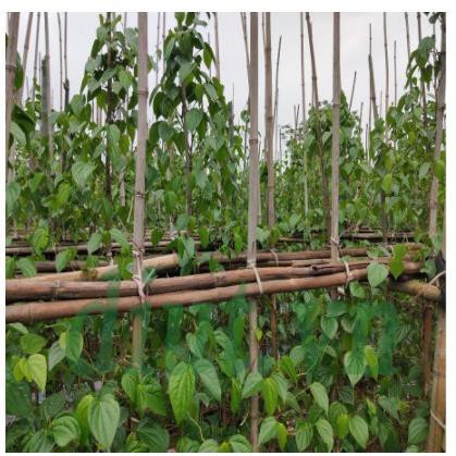500GR BỘT TRẦU KHÔNG BỘT LÁ TRẦU KHÔNG