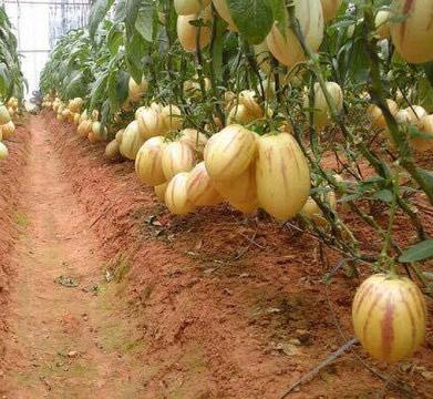 25 Hạt Hạt Giống Dưa Pepino (Solanum muricatum)