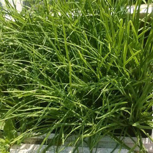 [HCM]Gói 1g hạt giống hẹ cao sản Nhật Bản