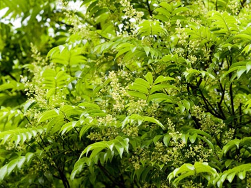 Combo 2 cây sấu giống