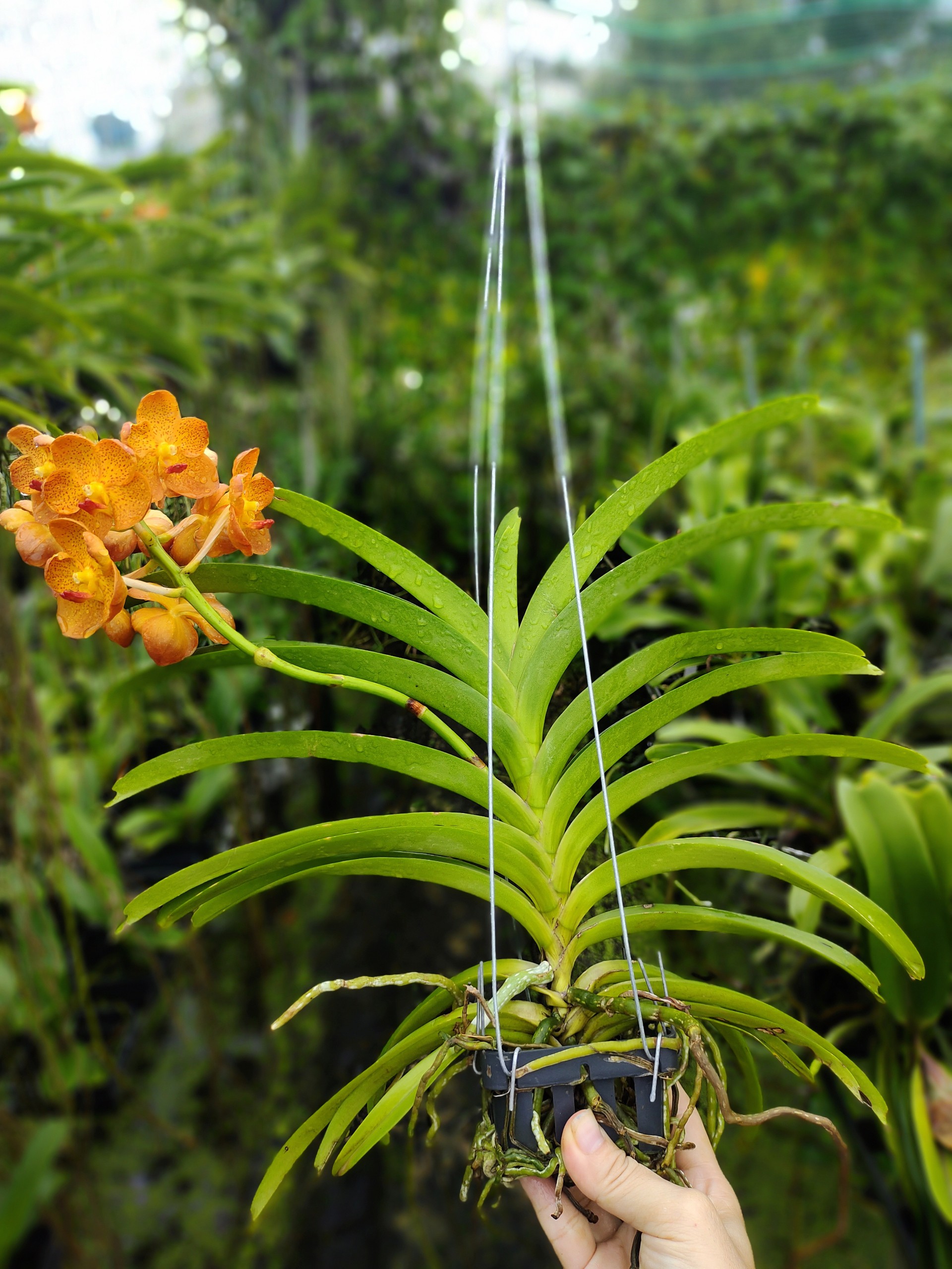 Vanda Cam (Hoả Hoàng Cam) Cây Trưởng Thành Giá Rẻ