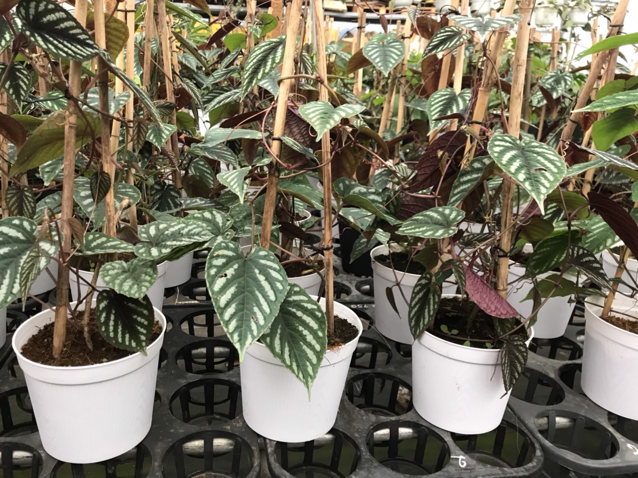 Cây Hồ Đăng - Rex Begonia Vine