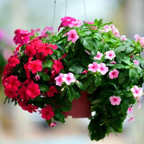 100 hạt giống dừa cạn rủ