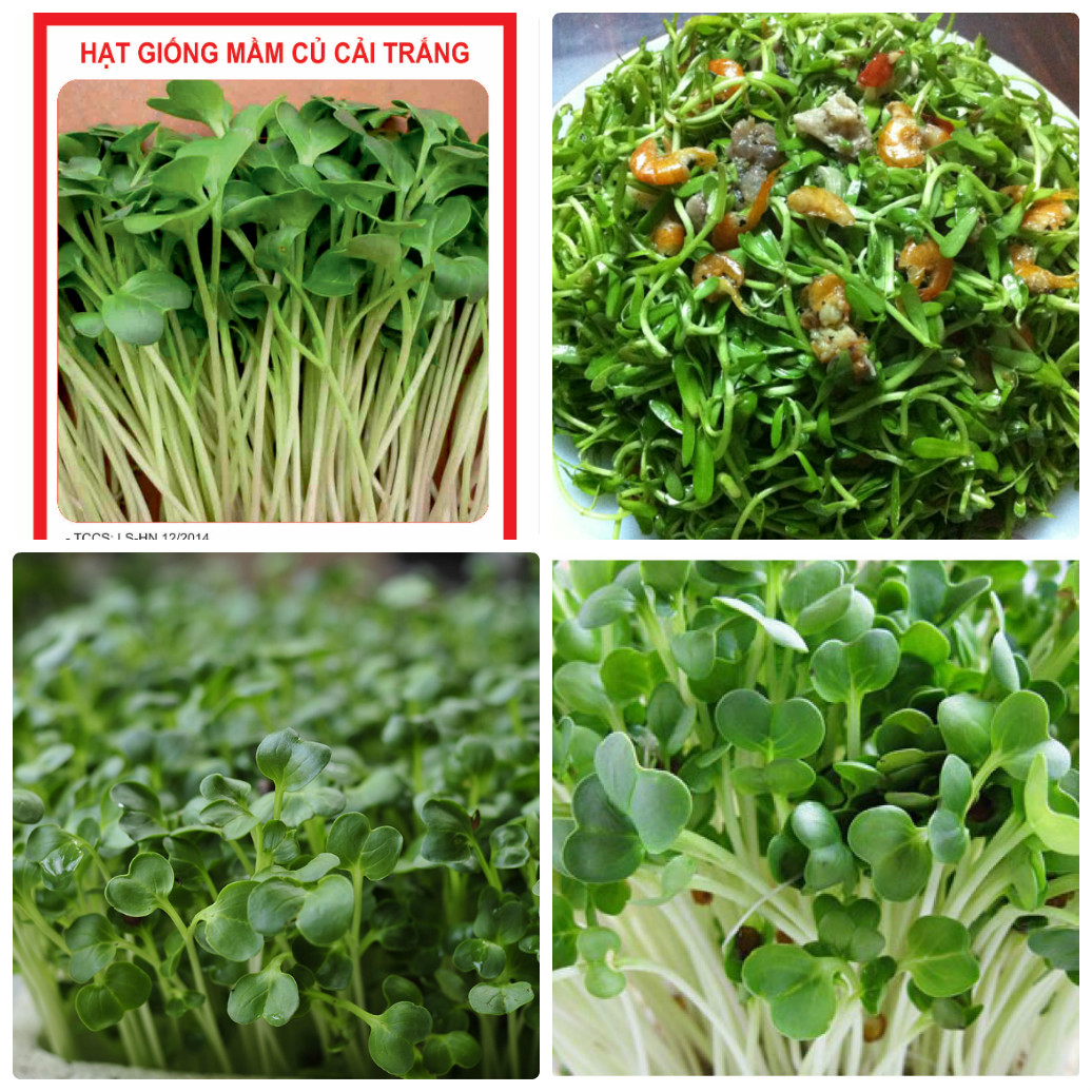 Hạt giống rau mầm các loại