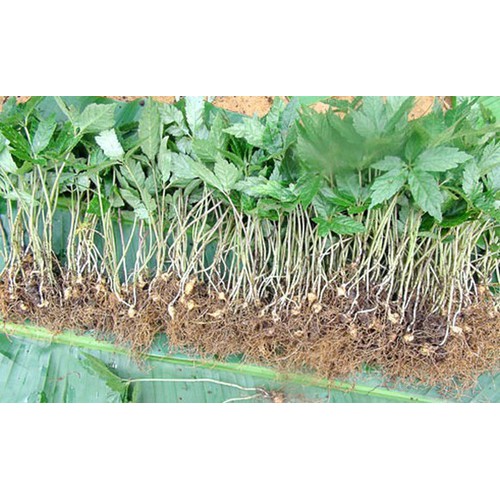 CÂY GIỐNG SÂM NGỌC LINH