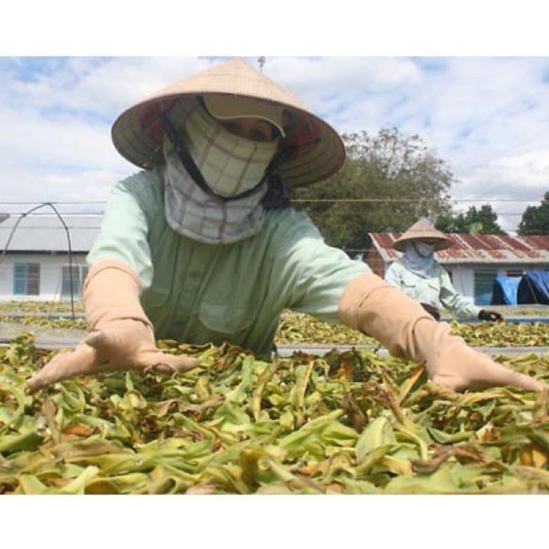 Cây lá lốt phơi khô 1kg