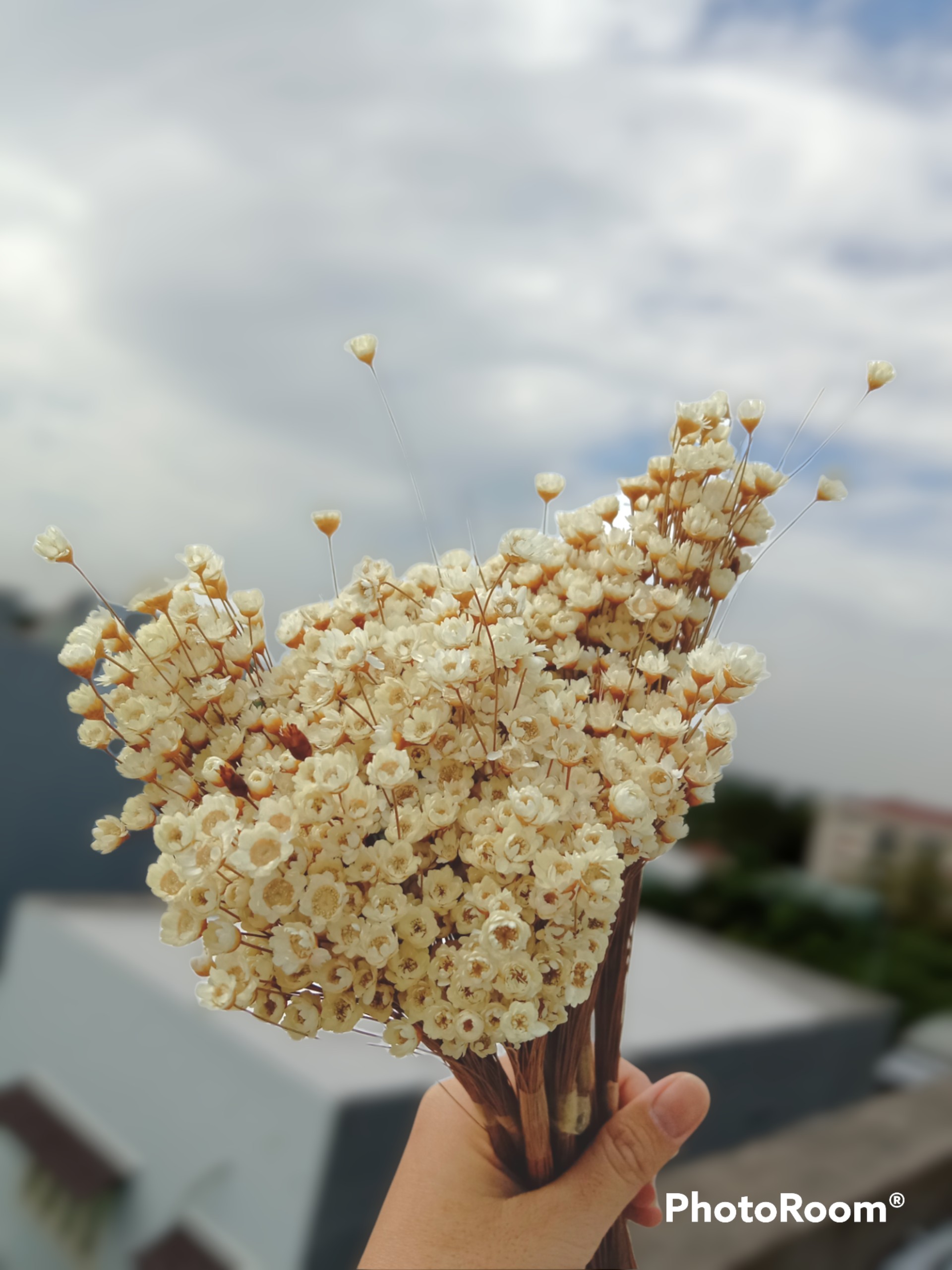 hoa khô - cúc mini - ngâm nước khép lại