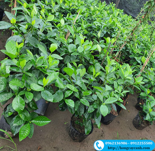 Cây hoa dành dành cánh đơn (bạch thiên hương)