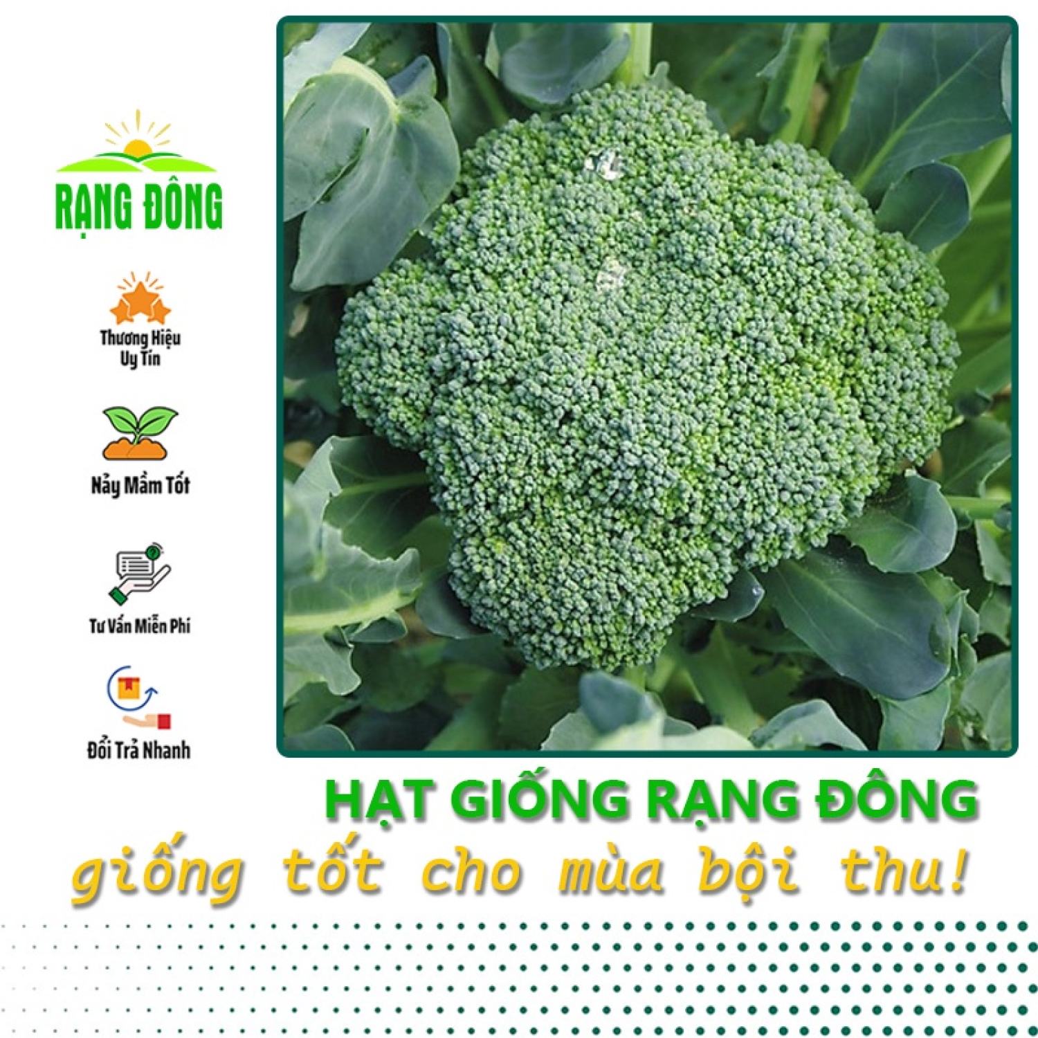 Hạt giống bông cải xanh lai f1 trồng quanh năm - hạt giống rạng đông