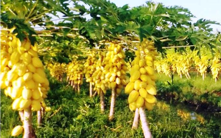 Hạt giống đu đủ vỏ vàng