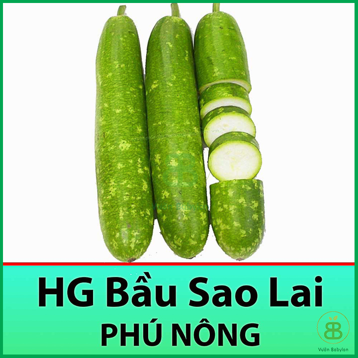 Hạt Giống Bầu Sao F1 Quả Dài, Siêu Trái