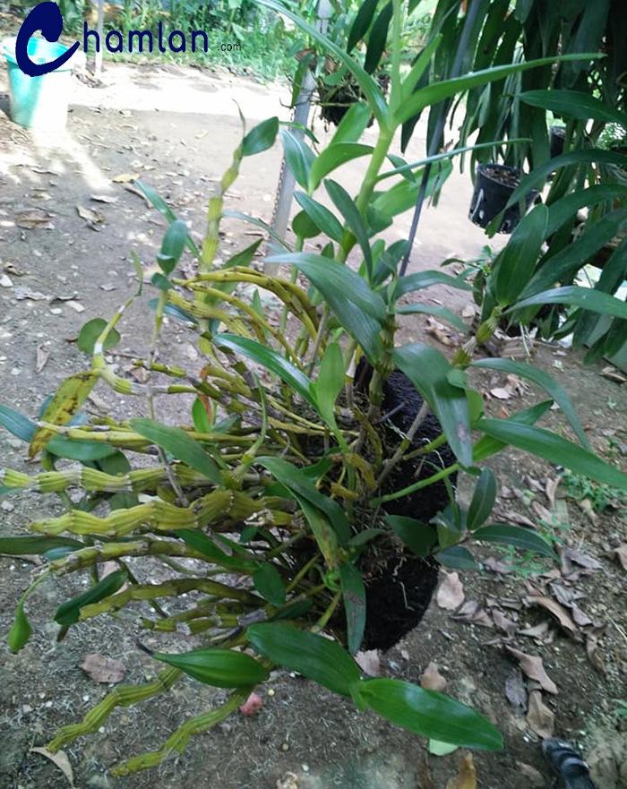 Thuốc kích rễ Exotic + canxi ( hàng Thái có hướng dẫn tiếng Việt)