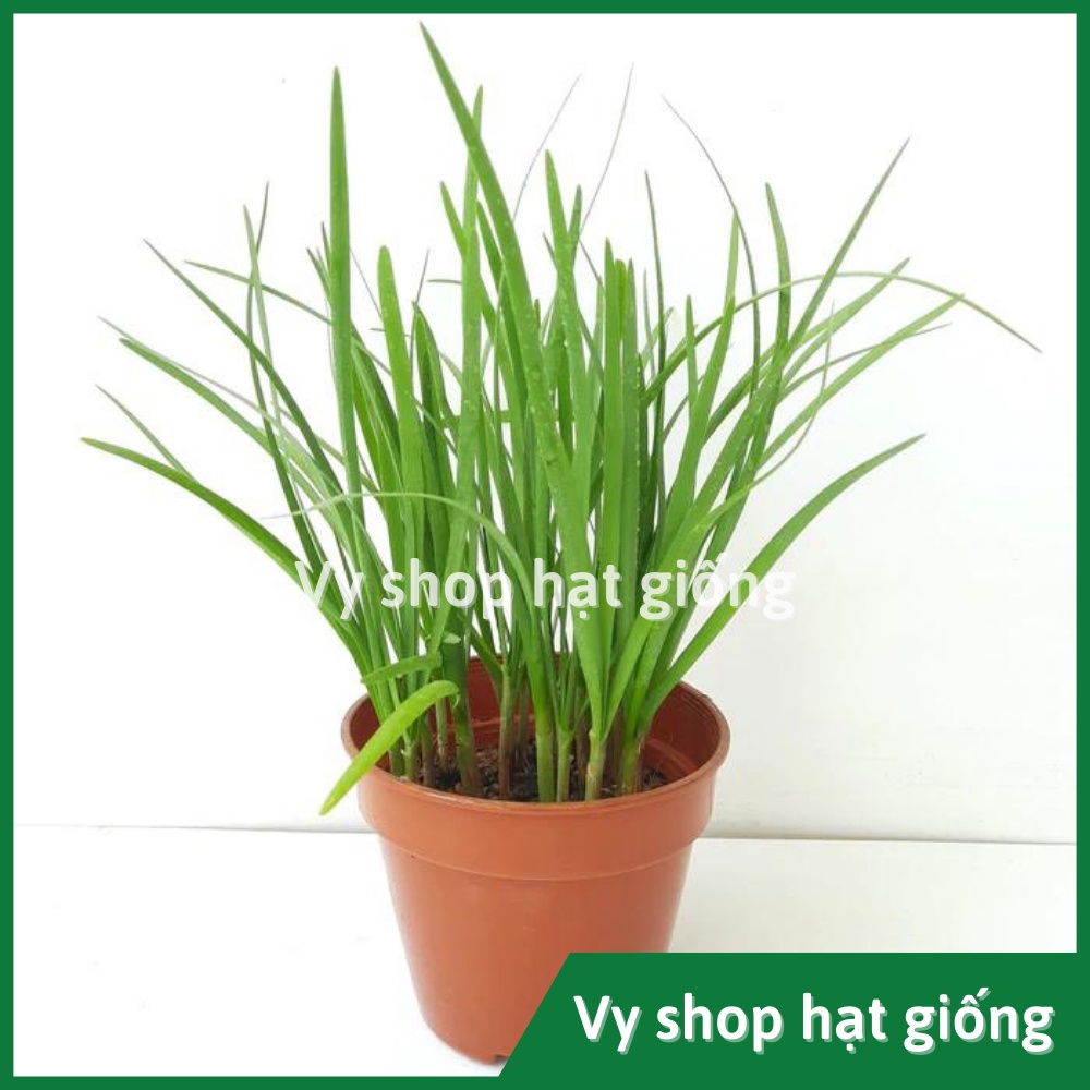 Hạt giống hẹ ăn lá Thái Lan gói 230 hạt