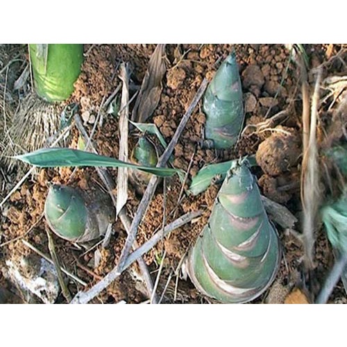 Cây măng tre bát độ giống