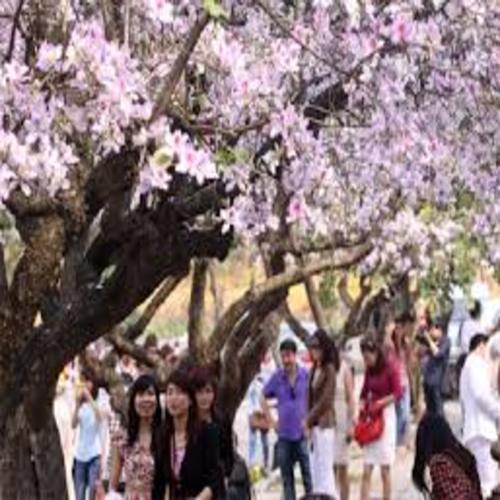 COM BO 2 CÂY BAN TRẮNG CÂY GIỐNG