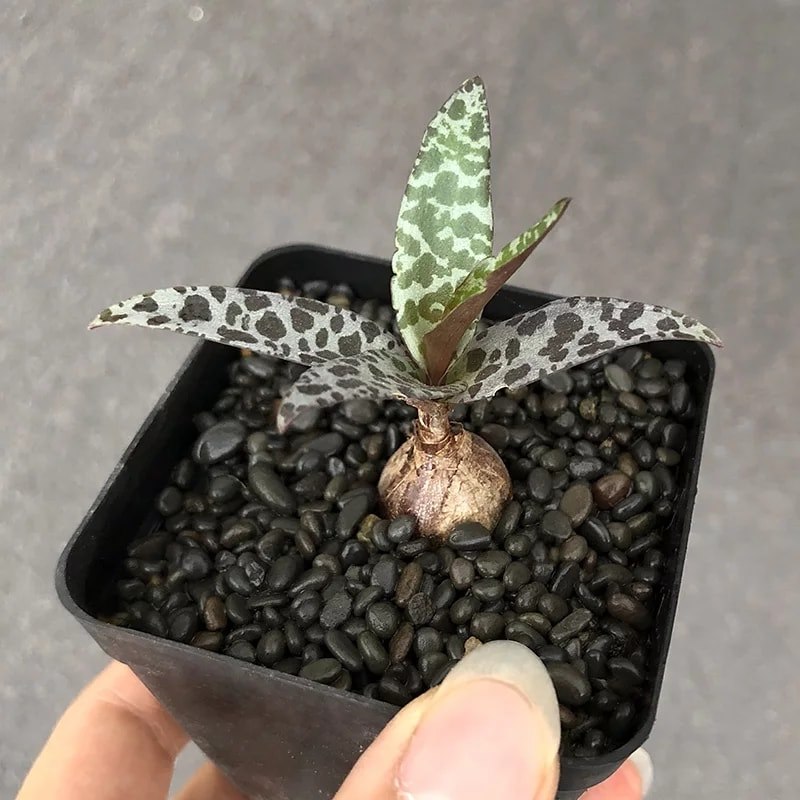 Củ giống hoa sen đá hồ lô - 1 củ