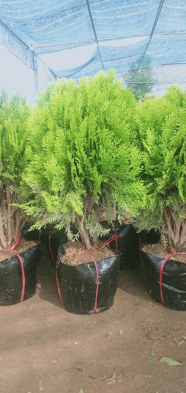 CÂY TRẮC BÁCH DIỆP