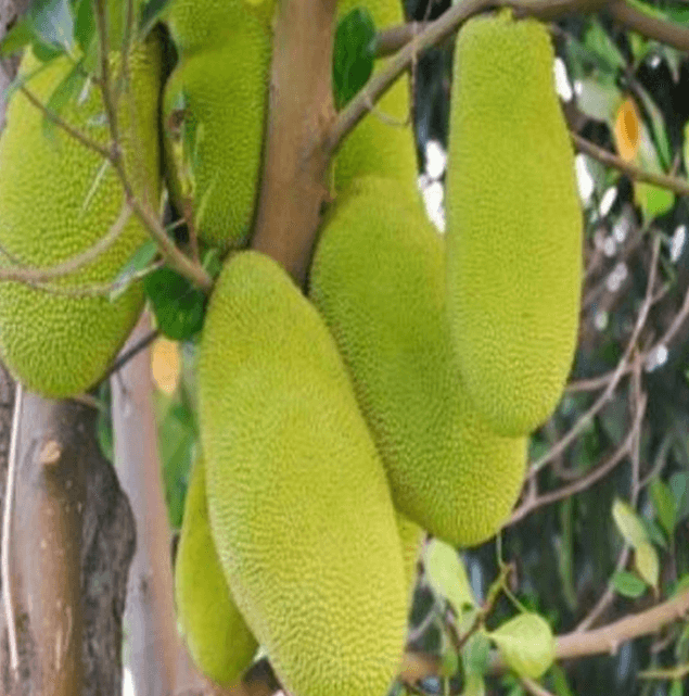 CÂY GIỐNG Mít Trái Dài Malaysia nhập khẩu