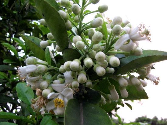 Phân bón lá 3 siêu lấy nhụy/đậu trái/lớn trái