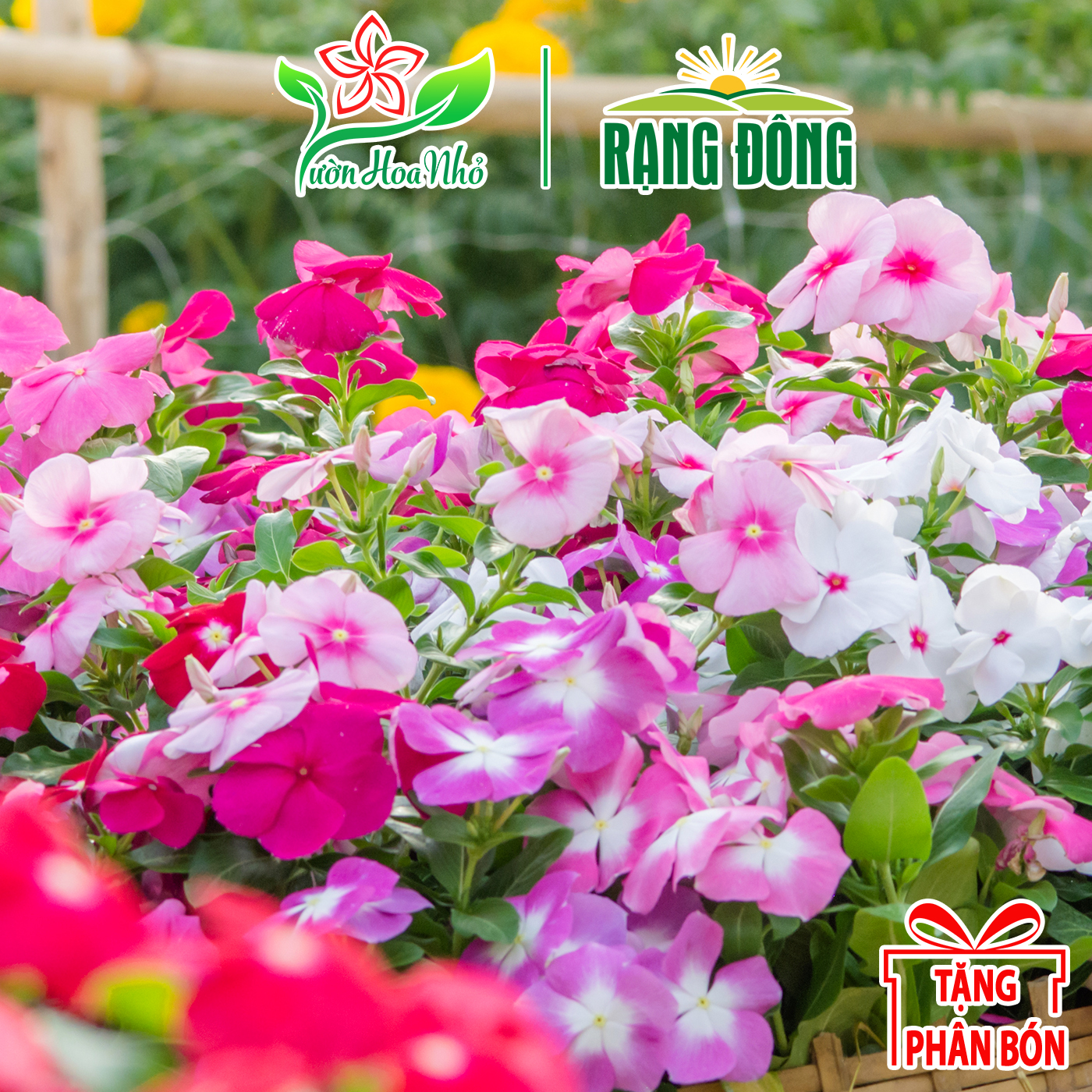 Hạt Giống Hoa Dừa Cạn Nhiều Màu Phương Đông + Tặng Phân Bón