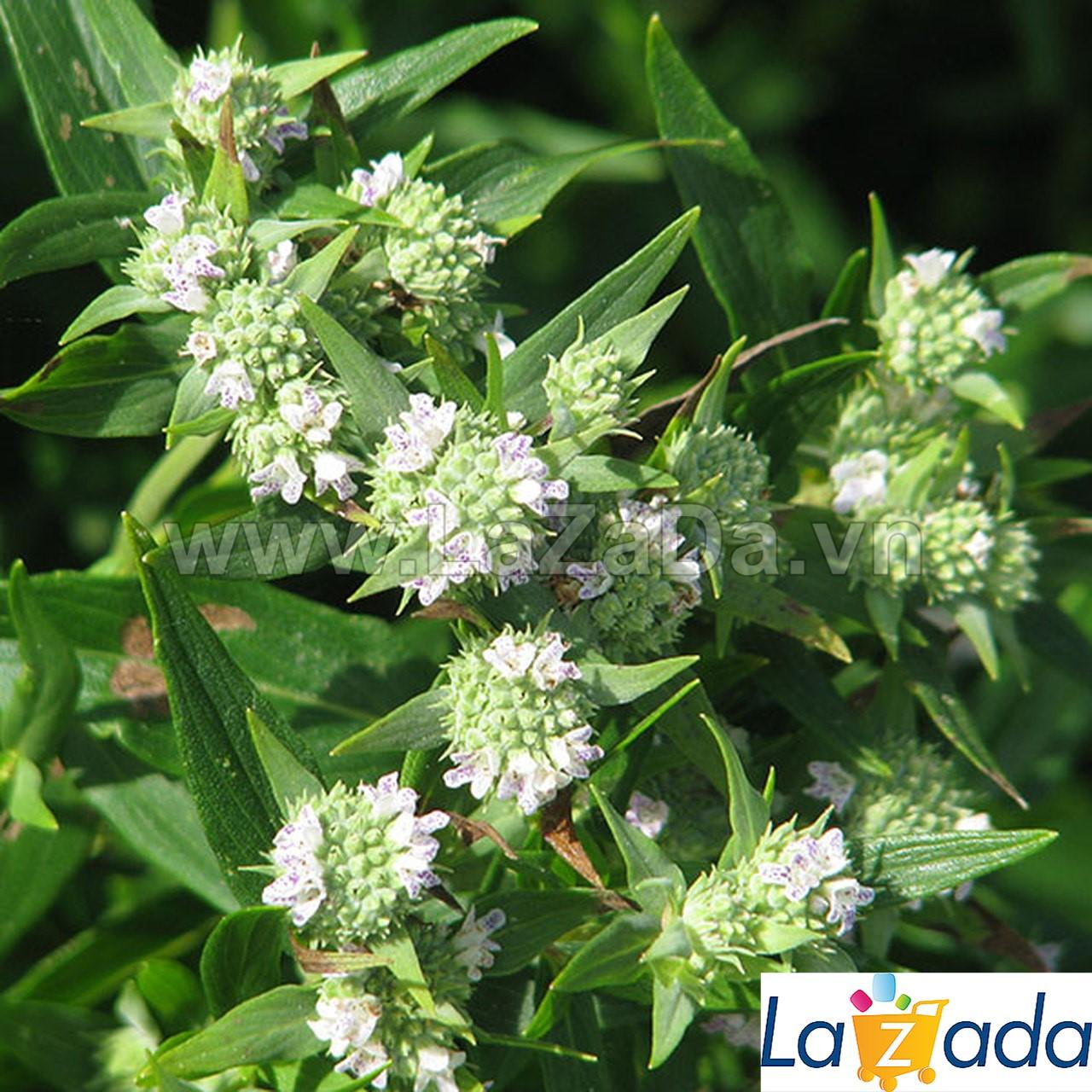 0.1GR 730.HAT Hạt Giống Bạc Hà Mint Núi (KL| C26*W50*M242)