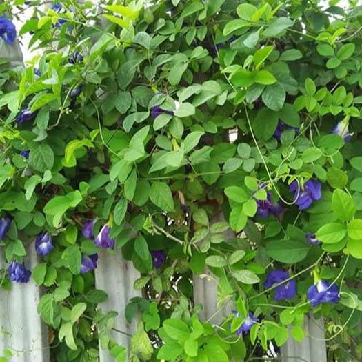 Hạt Giống Hoa Đậu Biếc Gói (2gr)