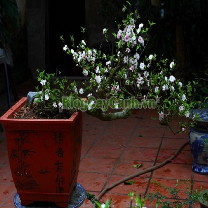 [Chuẩn Giống F1] COMBO 3 BẦU CÂY GIỐNG NHẤT CHI MAI