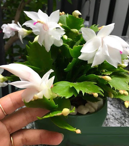 Chậu lan càng cua màu trắng, chậu lớn, chậu y hình hoa đẹp + Tặng kèm túi phân trùn quế