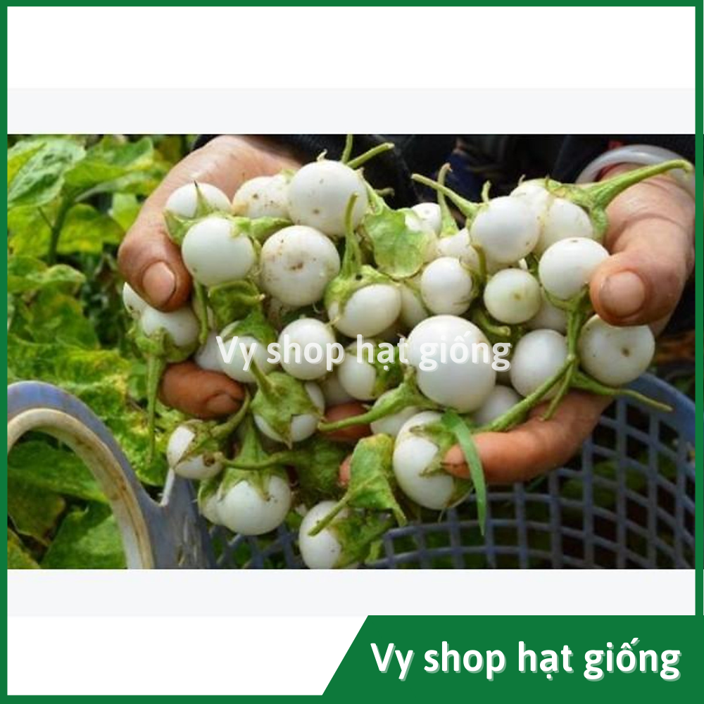 Hạt giống cà pháo trắng Thái Lan gói 200 hạt
