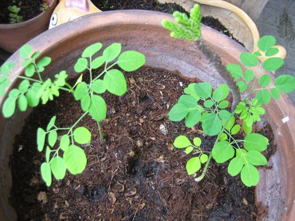 Hạt giống Chùm ngây(2g)