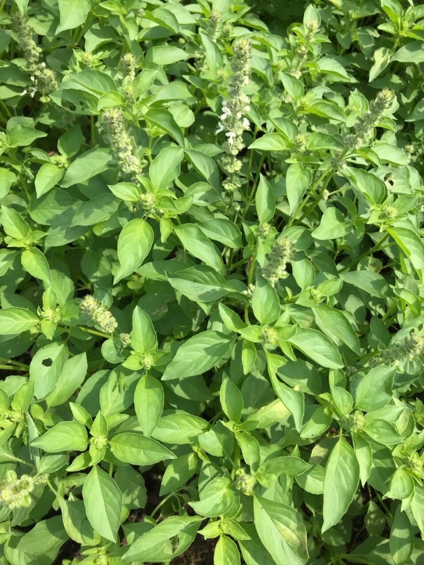 Hạt giống rau thơm sả rado 189 ( é trắng)