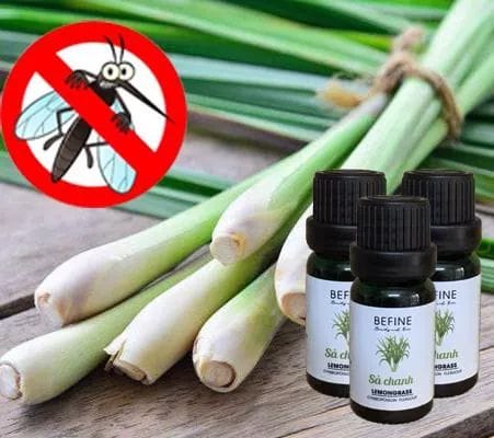 TINH DẦU ĐÈN XÔNG - TINH DẦU XÔNG PHÒNG