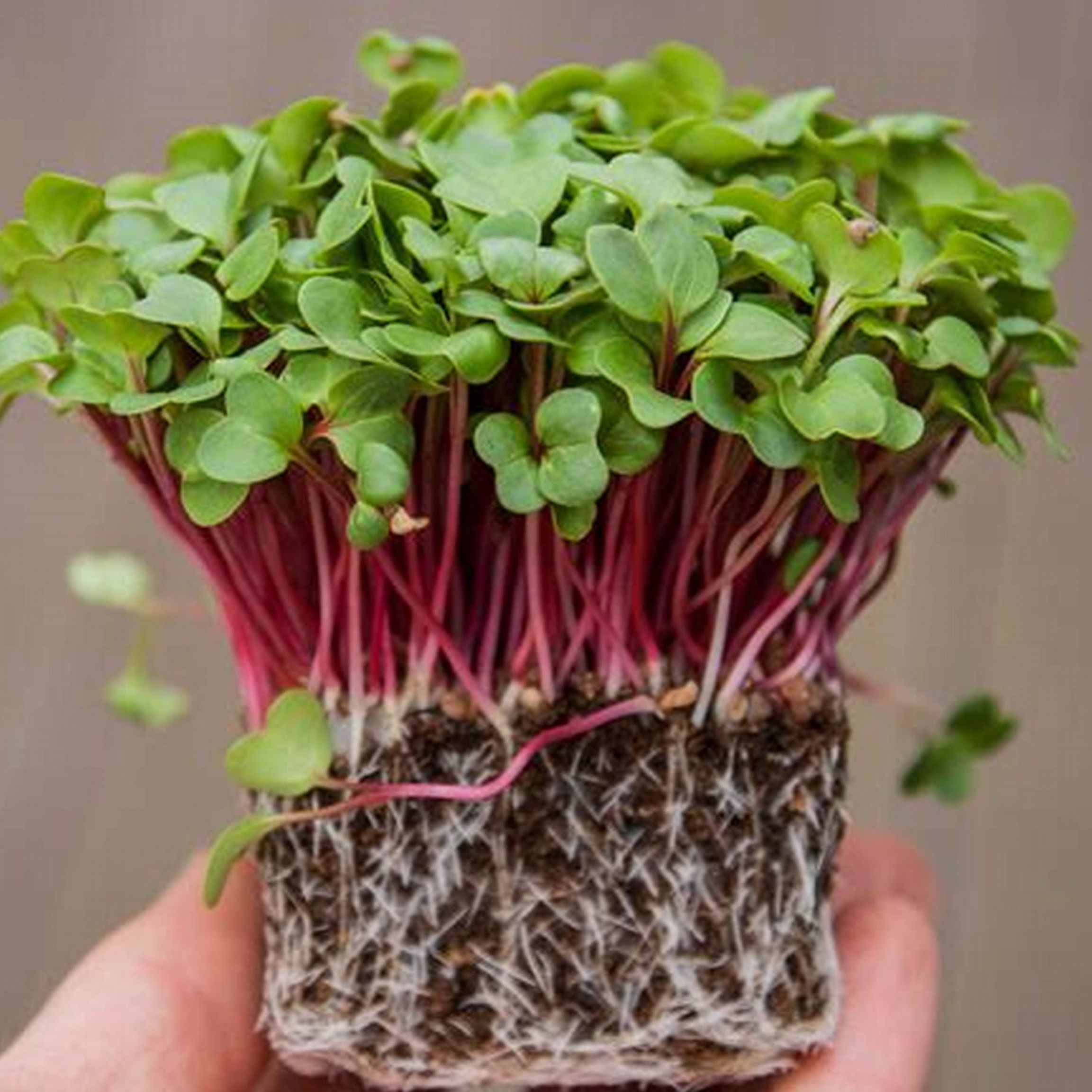 Hạt Giống Rau Mầm Củ Cải Đỏ (Gói 20 Gram) -[Dễ Trồng, Bội Thu ]