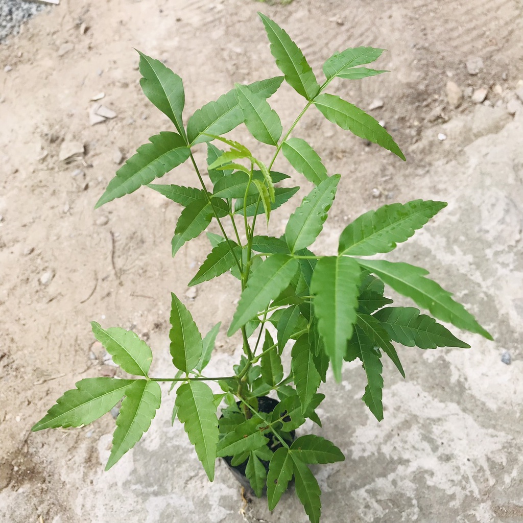 Cây giống sầu đâu cao 20-30cm khỏe mạnh