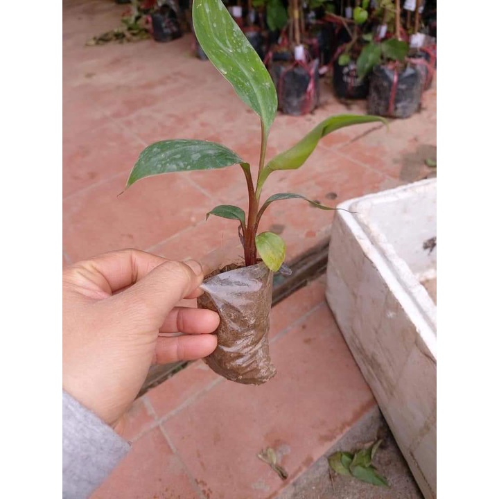 FREESHIP MAX -Cây giống chuối đỏ cấy mô siêu sớm (chẩn giống cây trồng) (được kiểm tra hàng có bảo hành )