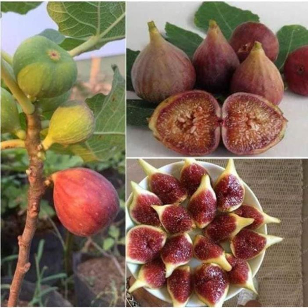sản phẩm CÂY SUNG MỸ