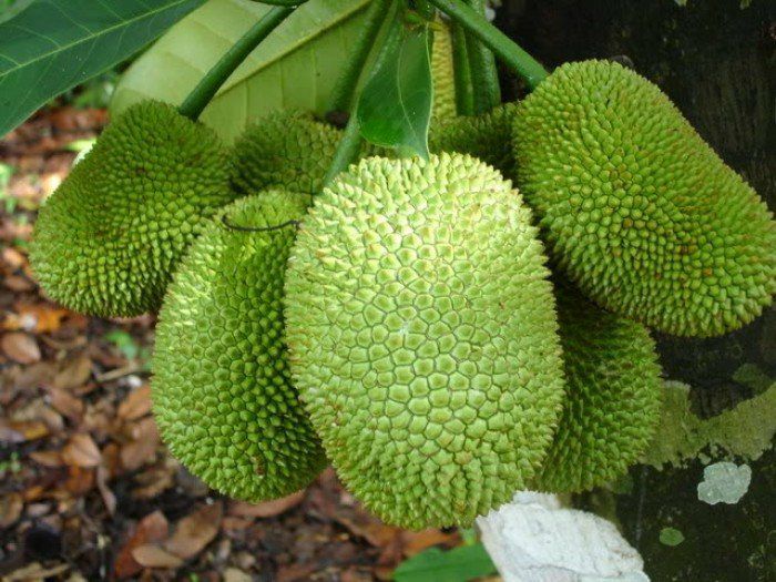 Cây giống mít tố nữ cao sản (ra trái sớm siêu trái)