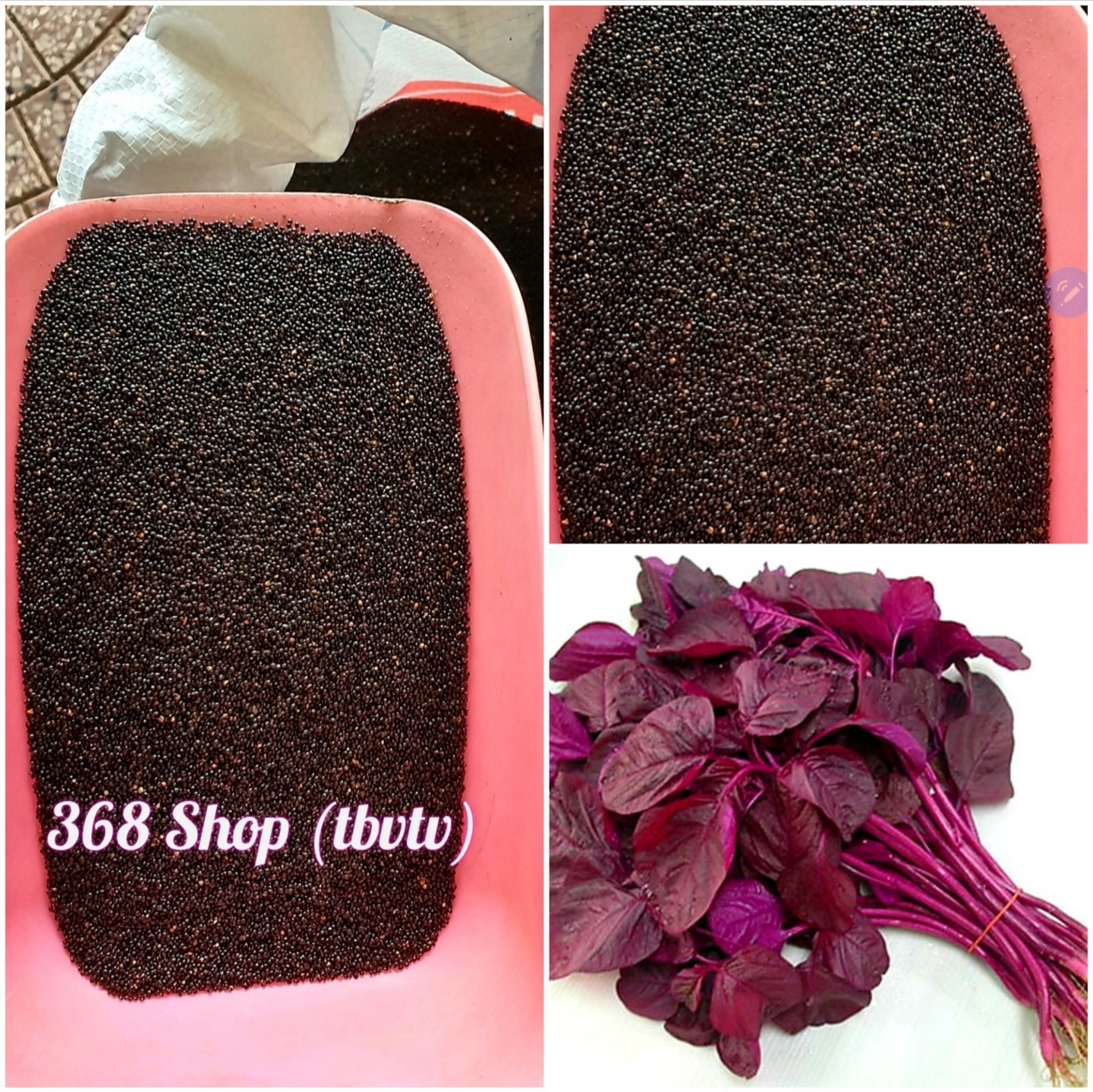 (1kg) Hạt giống RAU DỀN ĐỎ - Giống tốt nhà nông